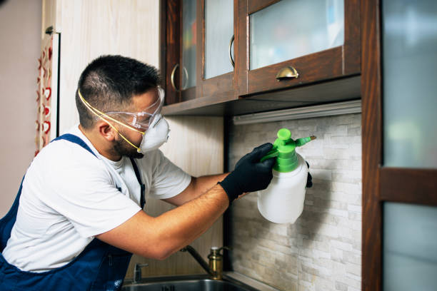 Flea Control Services in Fairview, NC