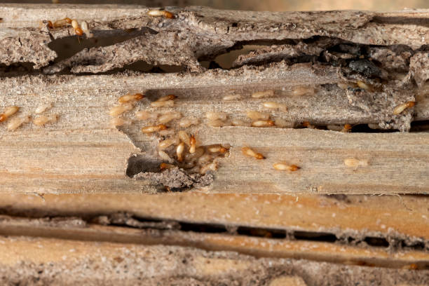 Best Rat Extermination Near Me  in Fairview, NC