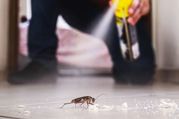 Best Spider Control Near Me  in Fairview, NC